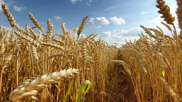 Se sembró el 96% del trigo y el 100% de colza en la campaña 2021/22